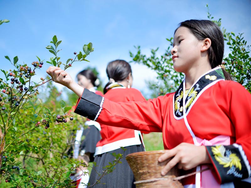 图1：高兰村的苗族姑娘正在采摘蓝莓