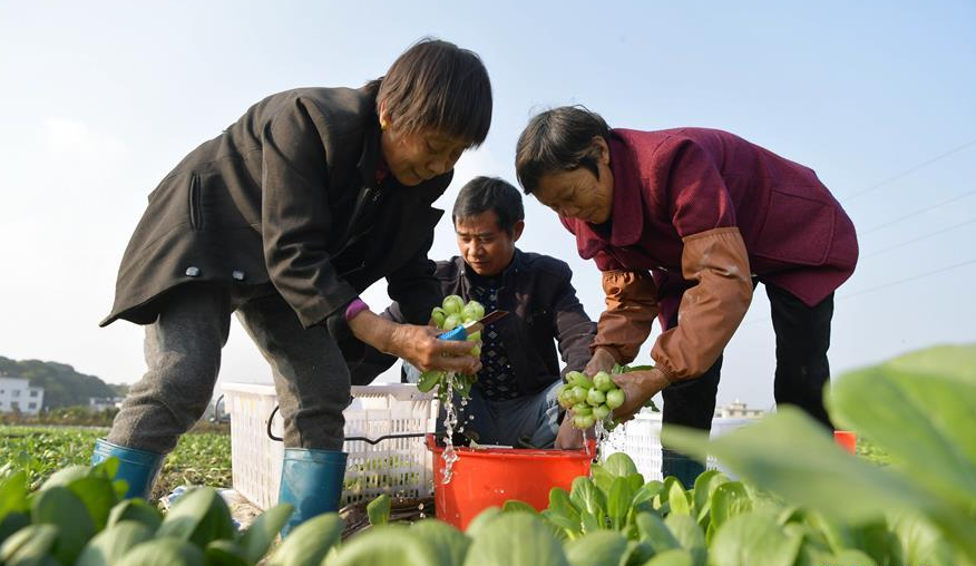 “冬闲不闲”助增收