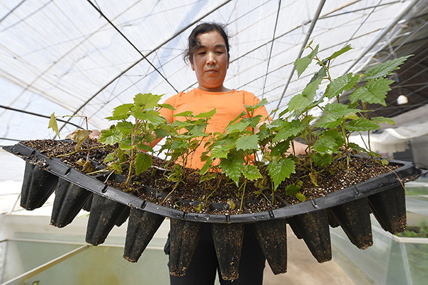 7月8日，在宁夏贺兰山东麓一家葡萄种植基地内，工人在选取培育好的葡萄幼苗准备在温棚内种植。